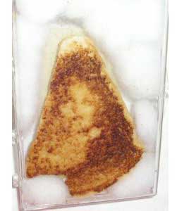 Diana Duyser's Mary in the cheese