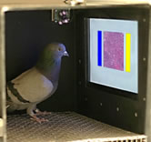 pigeon pathologist